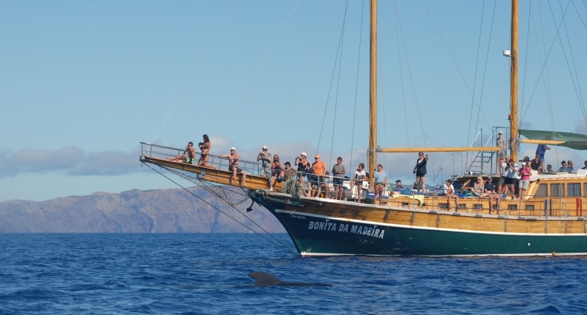 Boat Trips in Madeira Island 